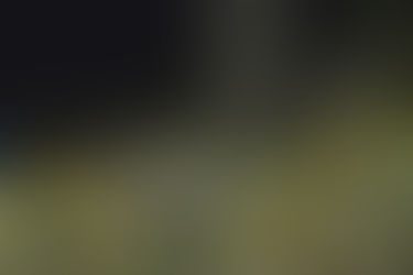 インペリアルゼブラプレコ入荷‼