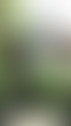 EN EL CAPRICHO DE ANTONIO GAUDÍ