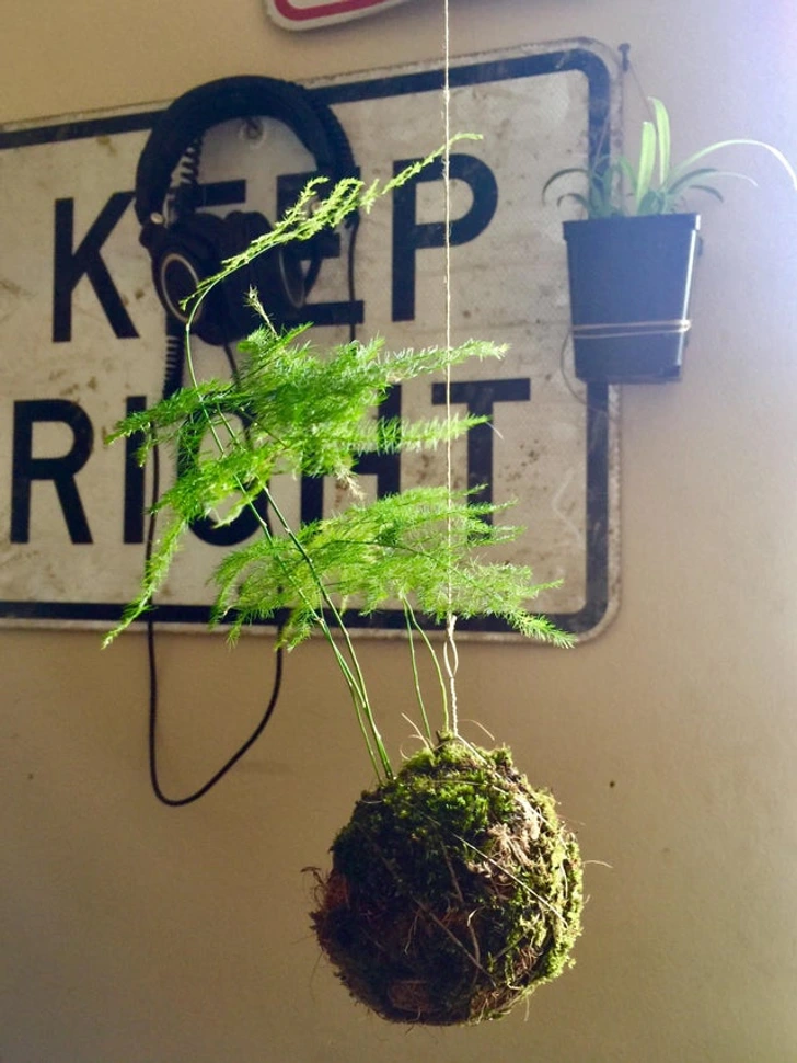 Kokedama consejos de conservación