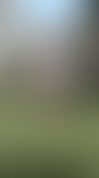 ¡LOS ALMENDROS ESTÁN FLORECIENDO!