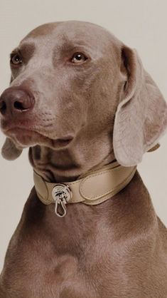 PAGERIE, LA PRIMERA FIRMA DE LUJO PARA PERROS