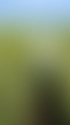 LAS PLANTACIONES DE TÉ EN AZORES, LAS ÚNICAS DE EUROPA