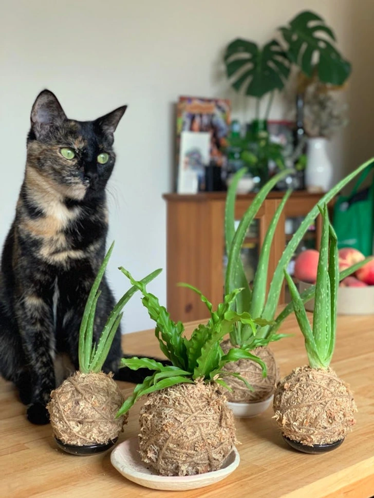 Gato con kokedama japonesa