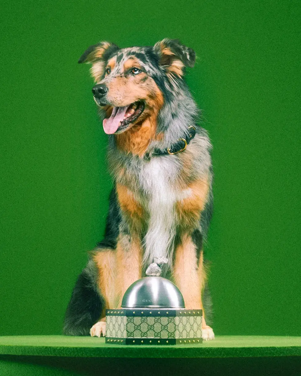 Correas para perros de la marca Gucci