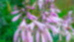 Close-up of hosta flowers—soft lavender, bell-shaped blooms on tall stems with unopened buds—set against a blurred green garden background.