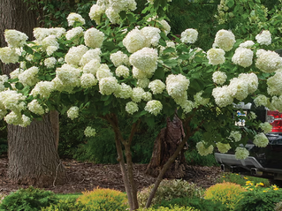 A single Limelight Hydrangea Tree Form at Planting Bed as a Focal Point