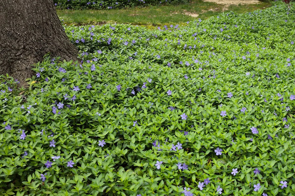 Large planting bed covered in blooming vinca (periwinkle), forming a purple carpet beside a sidewalk.