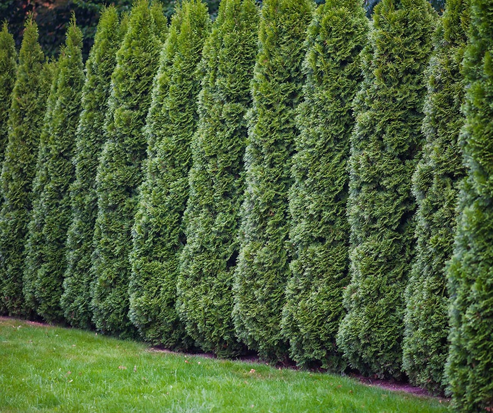 Row of columnar White Cedar trees forming a structured, evergreen privacy hedge in a residential garden.