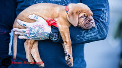 _MG_7662-1