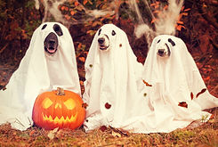 Howl-O-Wolf