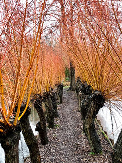 Locations Amiens - gîtes Au-delà des Saules dans les Hortillonnages