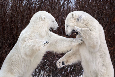 062_Luca_Venturi_Polar-Bear-Fight-I_Polar-Passion.jpg