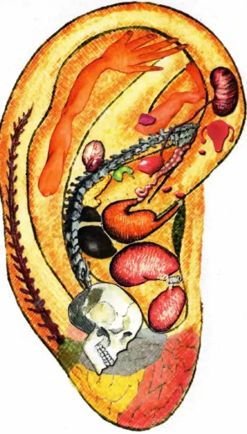 An ear with various body parts, organs and illustration of the brain to show where acupuncture needling or seeds can help balance the body.