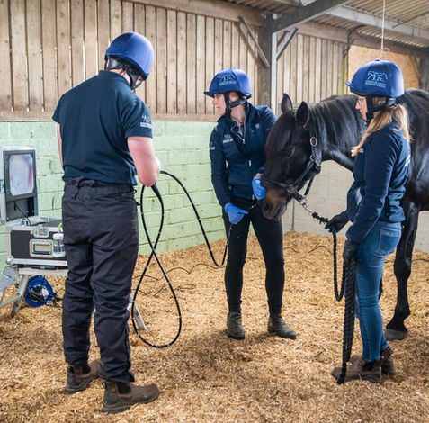 Stringer Equine (Web)-20.jpg