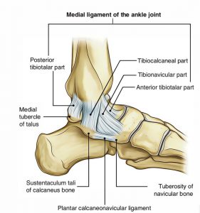 Lateral Ankle Ligaments