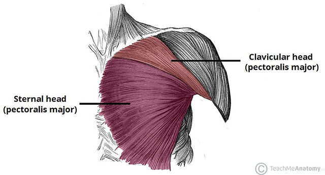 View of Pec sternal
