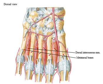 anatomy photo showing muscles on bottom and top of the feet including interossei, showing dorsal side