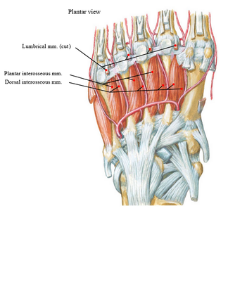 anatomy of the bottom of foot