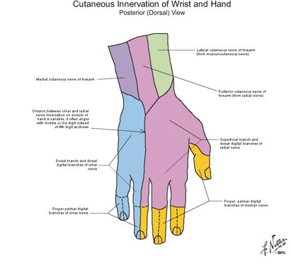 Nerve Entrapment of Hand Dorsal Side