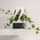 Thumbnail: EV-Ivy indoor pot