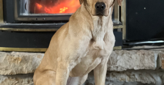 Gritty, a yellow Labrador Retriever sitting calmly in front of a glowing wood-burning fireplace, demonstrating relaxed temperament and composure indoors.