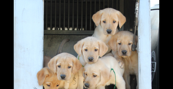 Yellow Labrador puppies sitting together – Yellow Dog Army prints and calendar