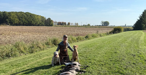 Handler kneeling beside two yellow Labrador Retrievers behind a long row of harvested geese in a grassy field.