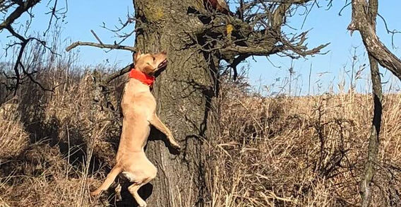 Yellow Labrador Retriever standing upright against a tree, focused o a bird perched on a branch above, demonstrating alertness and natural hunting instinct in a grassy field.