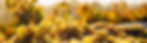 grapes_edited_edited.jpg