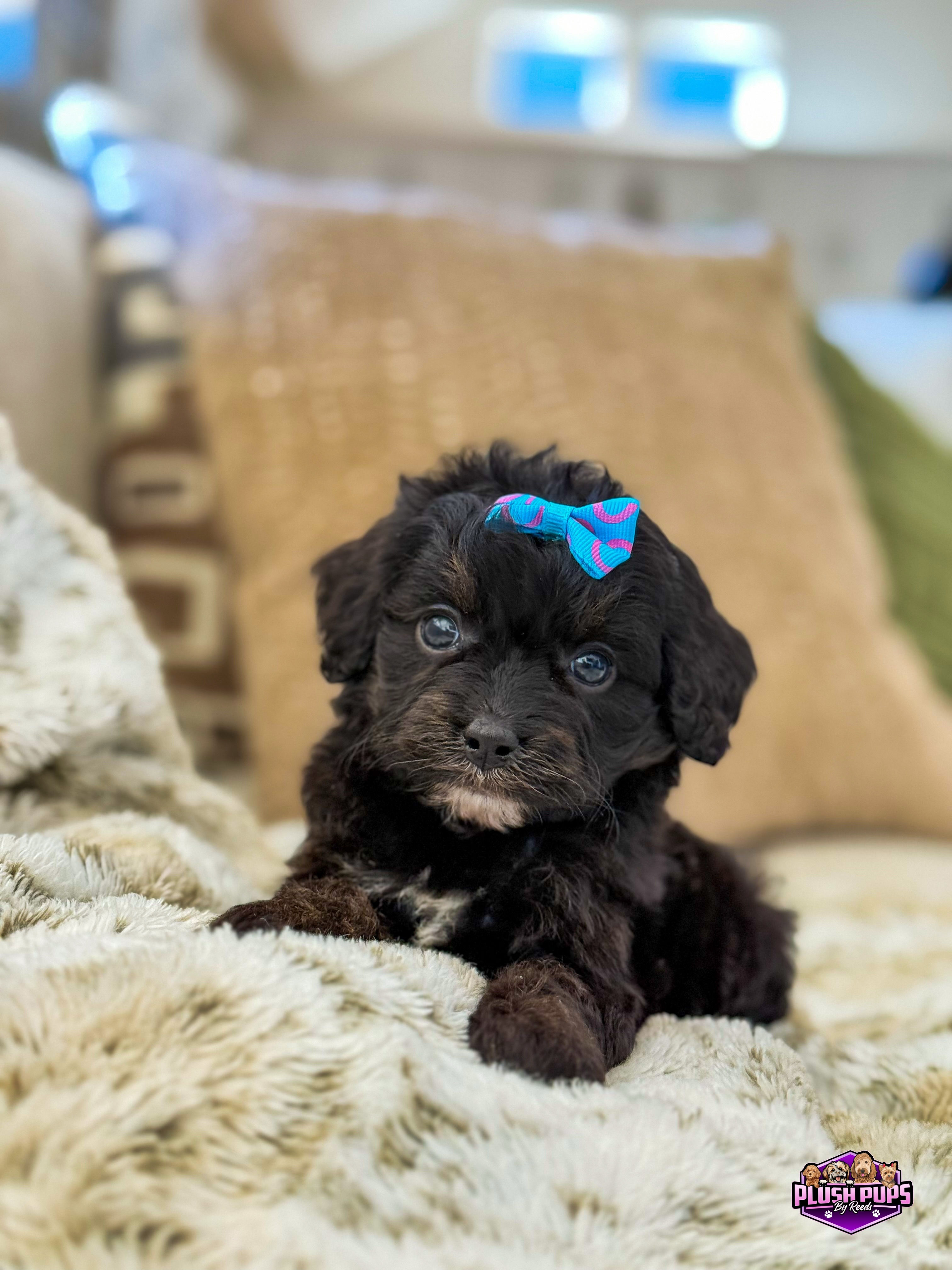 Milan- Toy Cavapoo Female (Available)