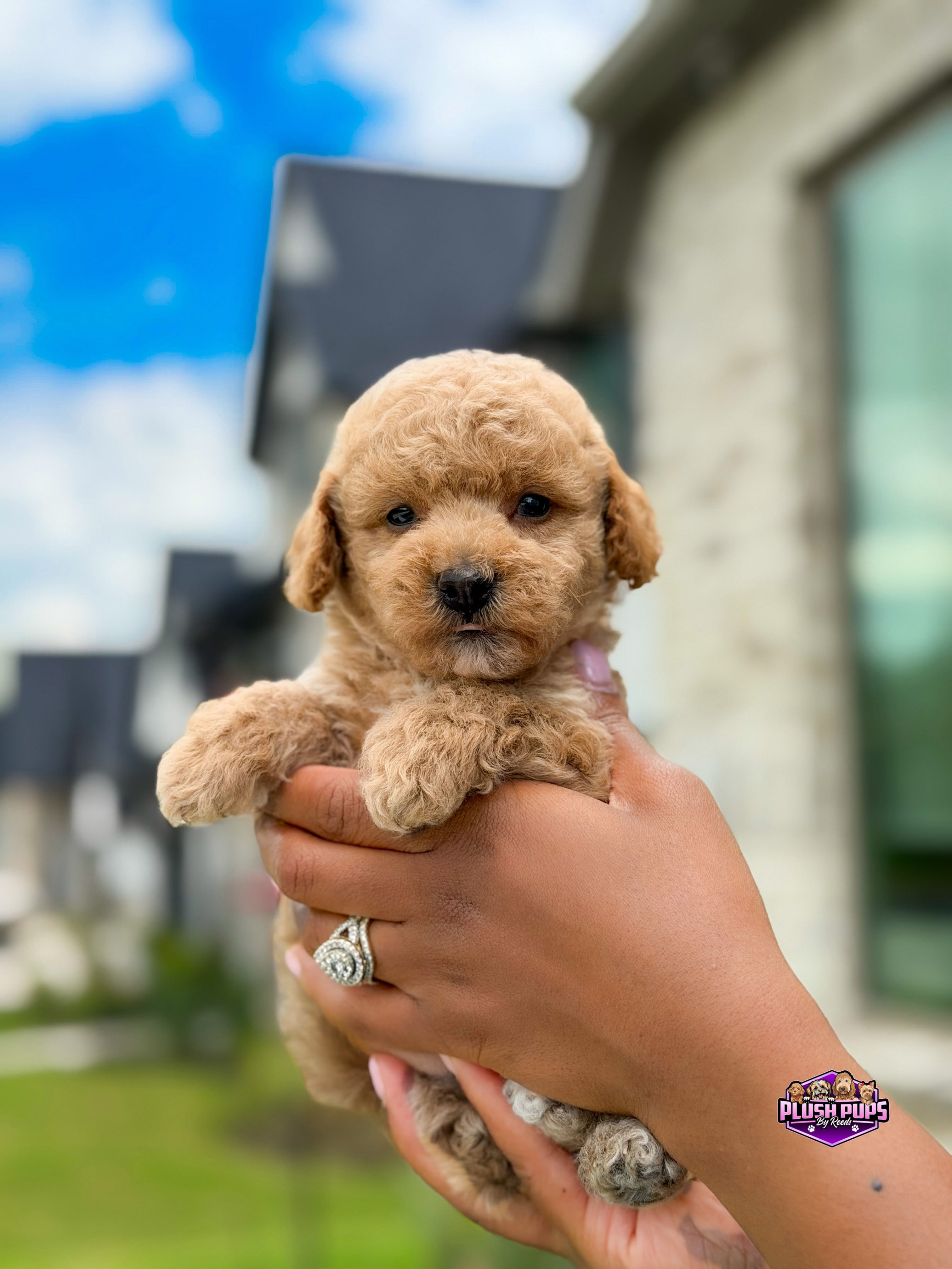 Mars- Toy Poodle Male (Available)