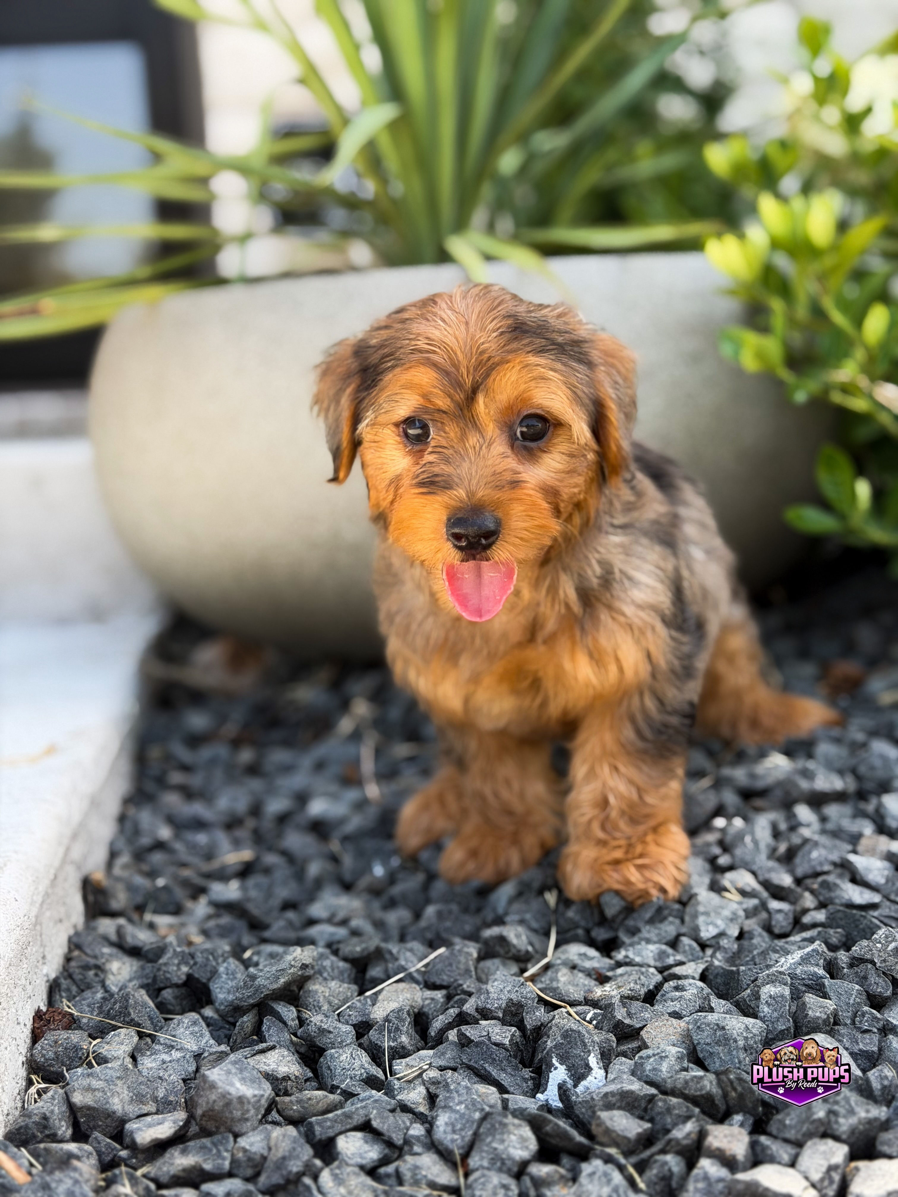 Jasper- Blue Merle Toy Yorkiepoo Male (Available)