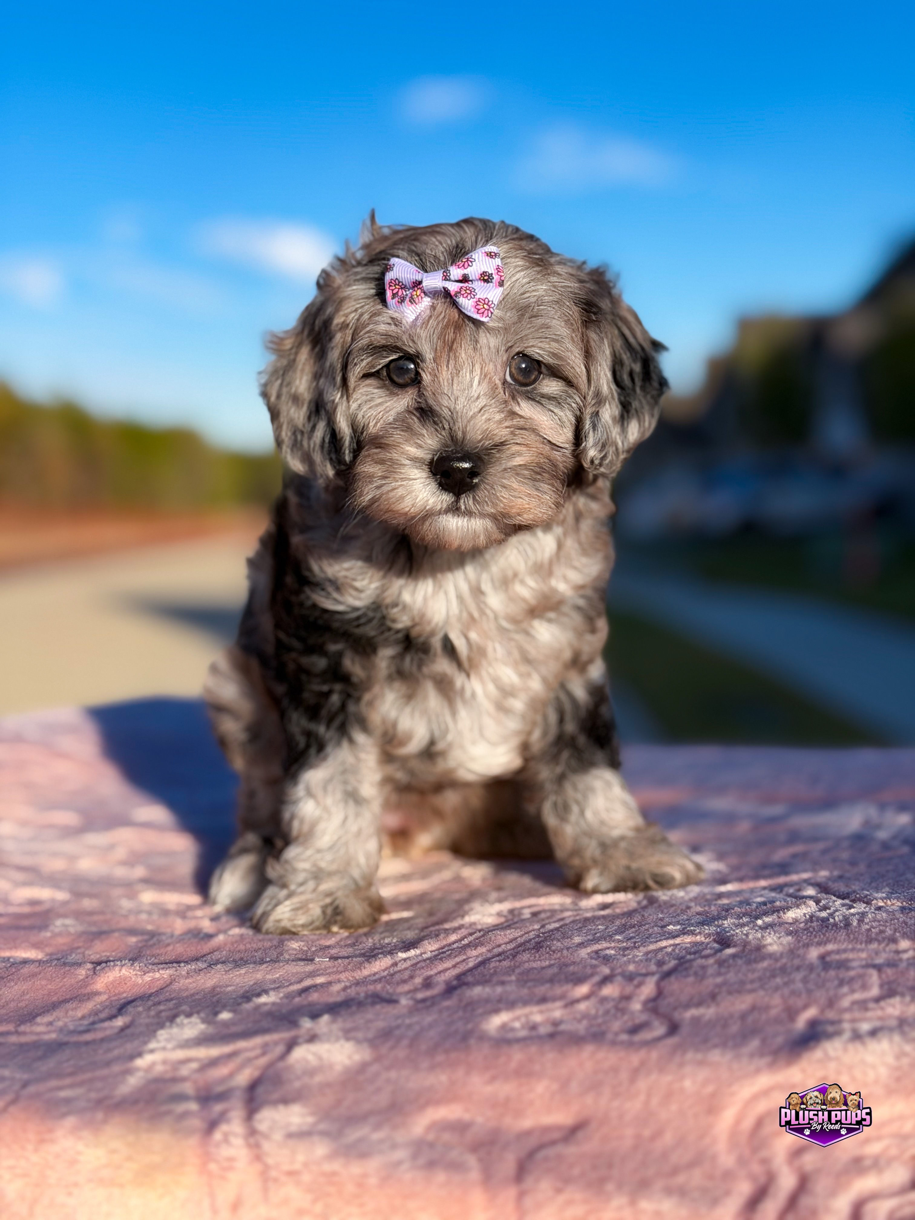 Jade- Merle Cavapoo Female (Available)