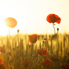 BOURREAU DES FLEURS ! 