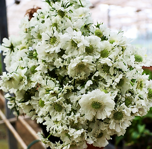 Scabiosa 'Fama White'