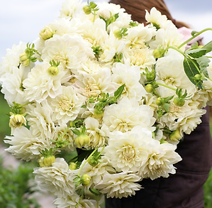 Dahlia ‘White Supreme’