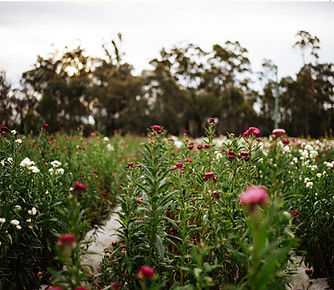 Jonima_HP_Life On the Farm Image 1.jpg