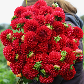 Dahlia ‘Asahitemari’