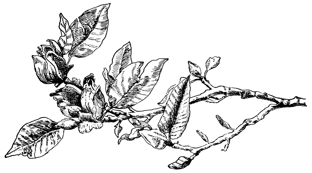 magnolia_3_lg.gif