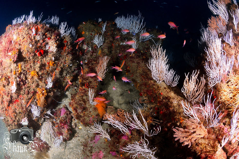El Lomo Reef