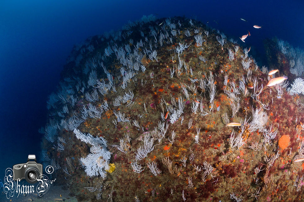 El Lomo Reef