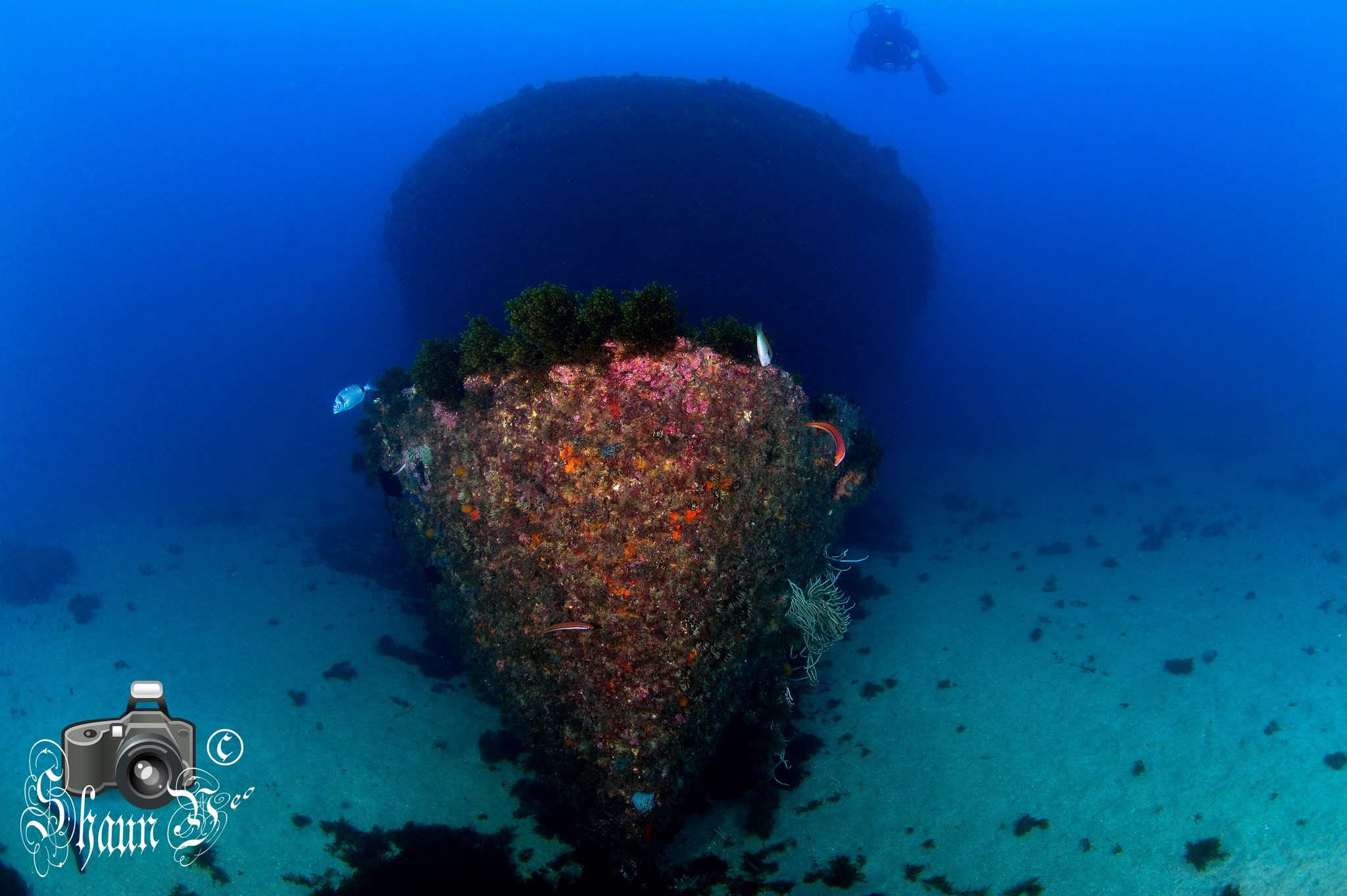 Underwater Gibraltar Shaun Yeo Photography Wrecks