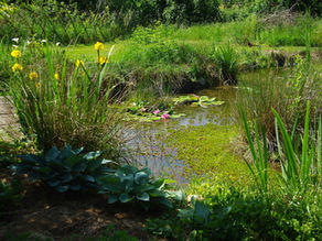 Suite estivale de notre activité... 
