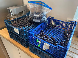 Damsons to be sorted