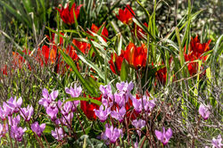 Zvi Shanny-צבי שני -0020