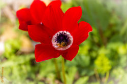 Zvi Shanny-צבי שני -9463