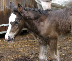 547122_430738303626706_1420117702_n