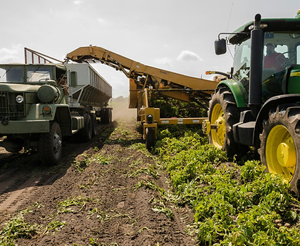 pexels-nc-farm-bureau-mark-2255801
