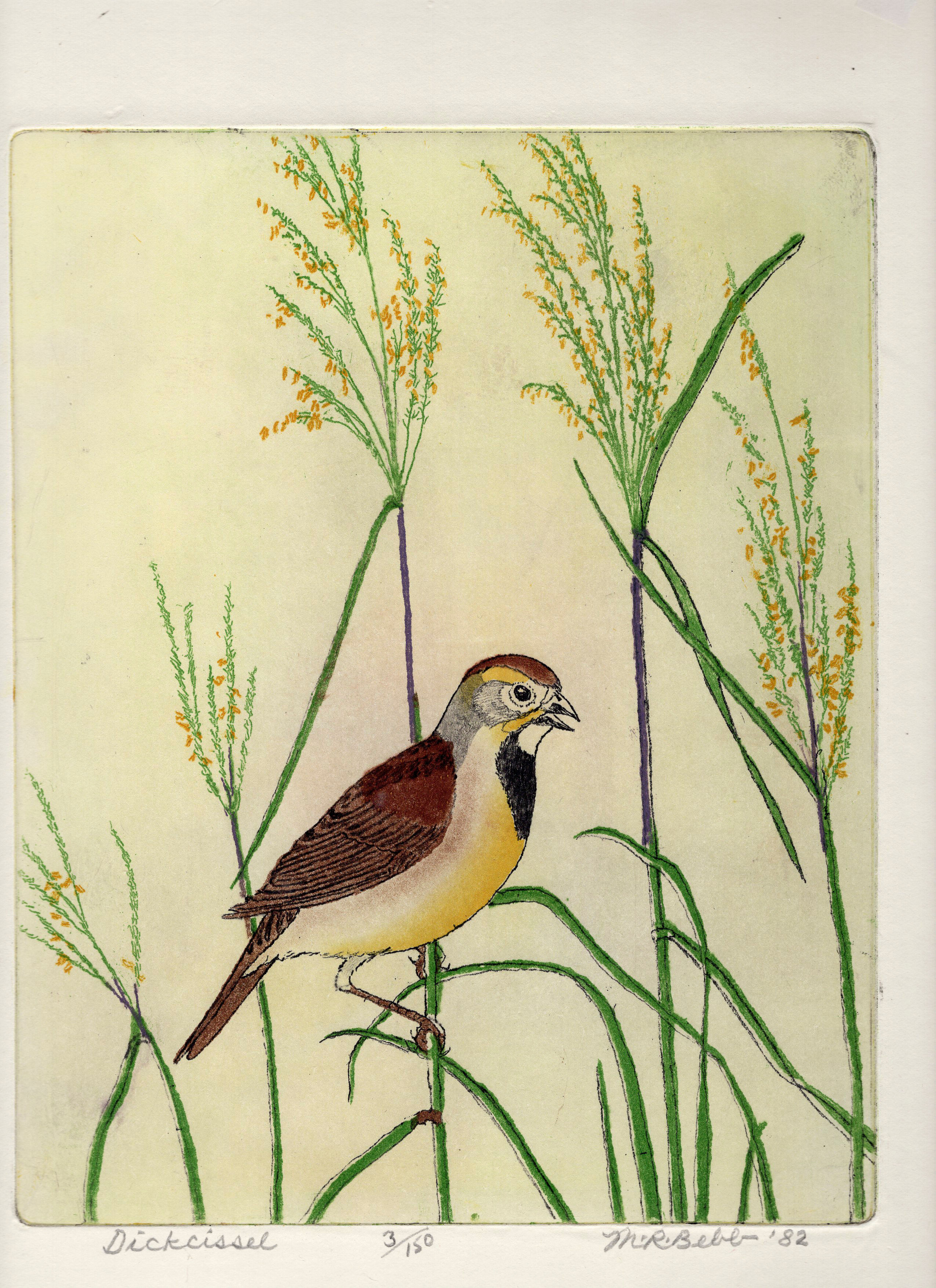 Dickcissel 1982