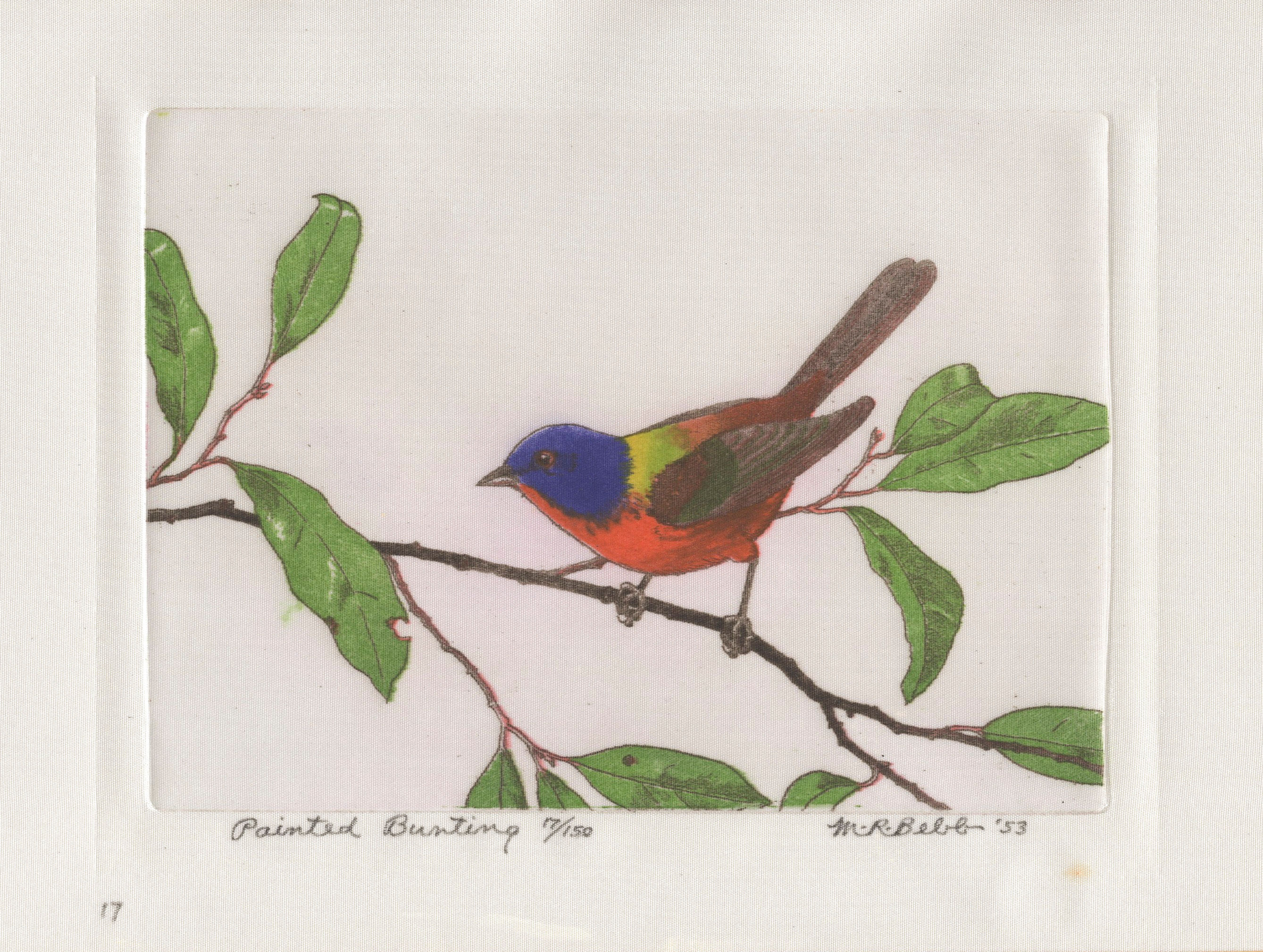 Painted Bunting 1953
